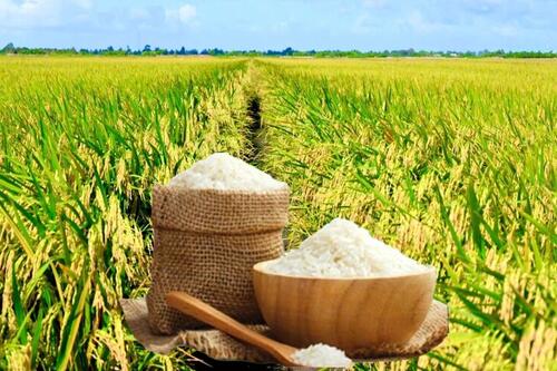 Giá lúa gạo hôm nay ngày 30/1/2026: Thị trường trầm lắng