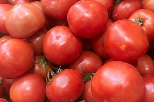 Người bệnh sỏi thận nên hạn chế ăn cà chua