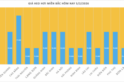 Giá heo hơi hôm nay 5/2/2026: Giảm diện rộng