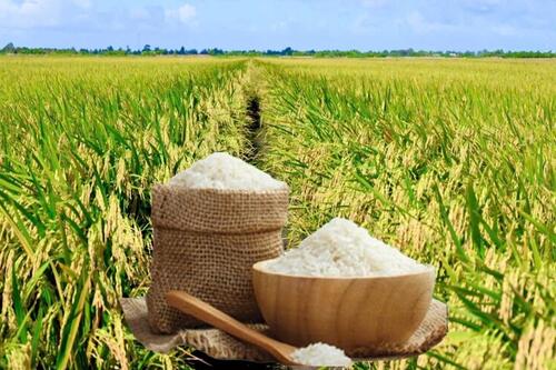 Giá lúa gạo hôm nay ngày 13/2/2026: Cận Tết thị trường giao dịch chậm, giá ổn định