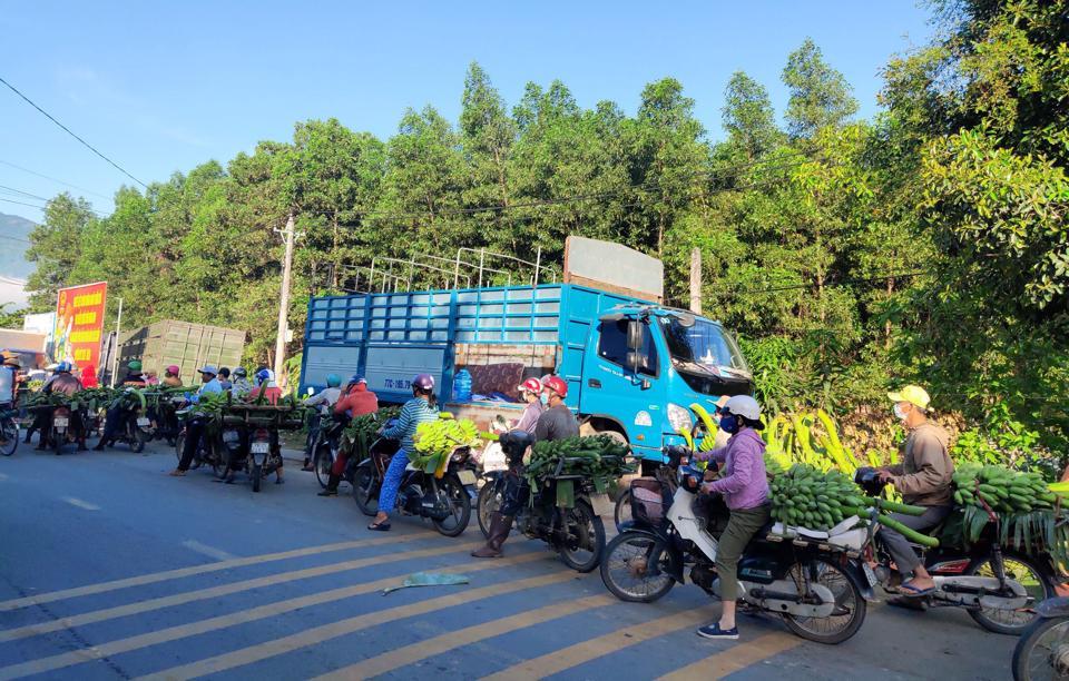 Mỗi năm chỉ họp vài ngày nhưng chợ chuối Tết Suối Cát đã xuất hàng trăm tấn chuối cho bà con khu vực miền Trung chưng Tết.