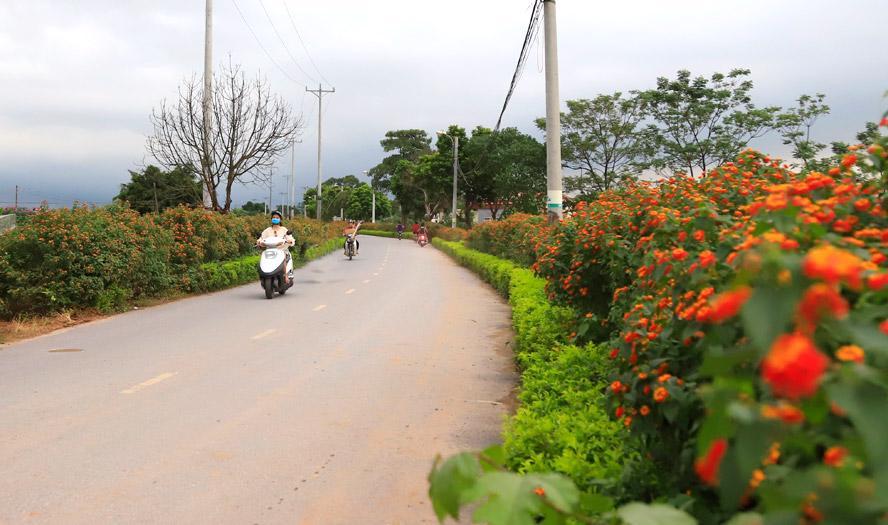 Một tuyến đường hoa do Hội Nông dân xã Yên Viên (huyện Gia Lâm) gây dựng. Ảnh: Bình Minh