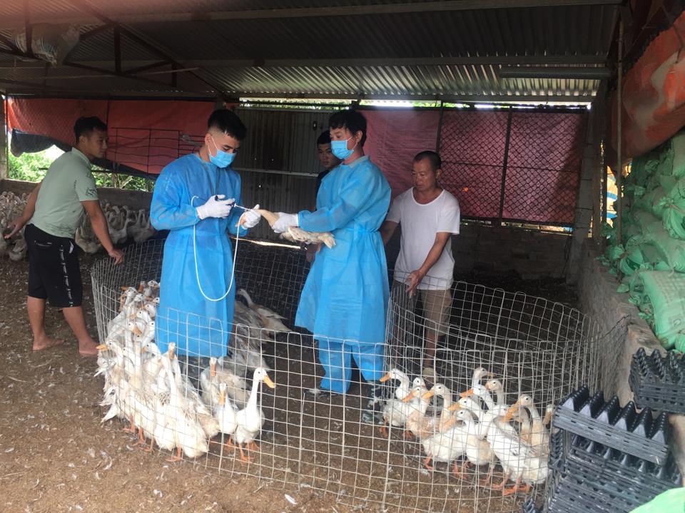 Cán bộ thú y lấy mẫu cúm gia cầm tại huyện Chương Mỹ