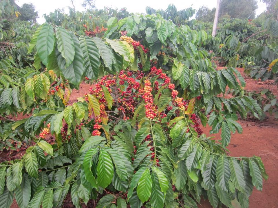 Giá cà phê hôm nay 24/2: Arabica tiếp tục tăng nhẹ, Robusta quay đầu giảm  