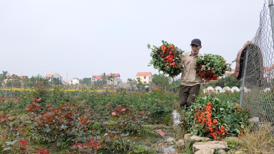 Nông dân huyện Mê Linh thu hoạch hoa hồng. Ảnh: Tùng Nguyễn.