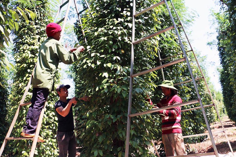 Giá tiêu hôm nay 21/3: Hết lo nhân công lại lo năng suất giảm mạnh  