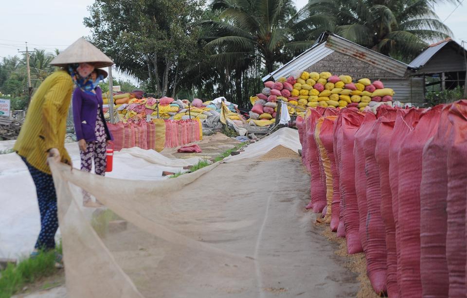 Giá vật tư lên cao làm tăng chi phí sản xuất, lợi nhuận của nông dân giảm mạnh. Ảnh: Giang Lam