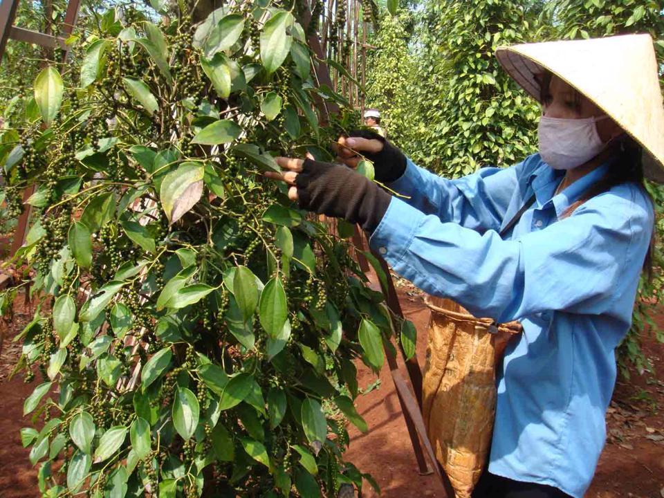 Giá tiêu hôm nay 23/3: Nhìn từ xuất khẩu tiêu quý I/2022, tích cực hay tiêu cực?  