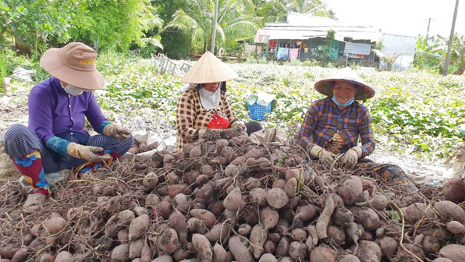 Để khoai lang được XK chính ngạch, người trồng khoai cần đáp ứng nhiều điều kiện.