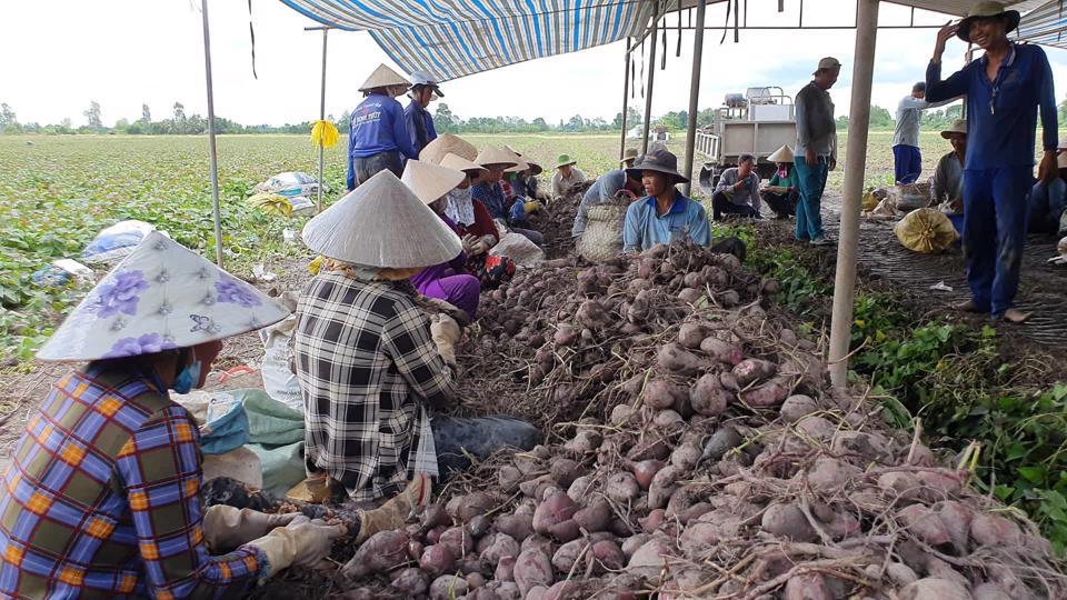 Từ trước đến nay, thị trường xuất khẩu lớn của khoai lang là Trung Quốc nhưng chủ yếu qua đường tiểu ngạch, tiềm ẩn rất nhiều rủi ro cho cả nông dân và doanh nghiệp xuất khẩu…