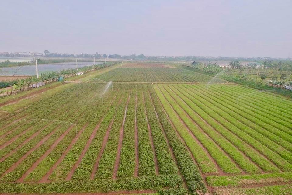 Vùng canh tác rau má, rau tía tô của Công ty CP Nông nghiệp Gigaherbs liên kết với nông dân huyện Chương Mỹ. Ảnh: Lâm Nguyễn.