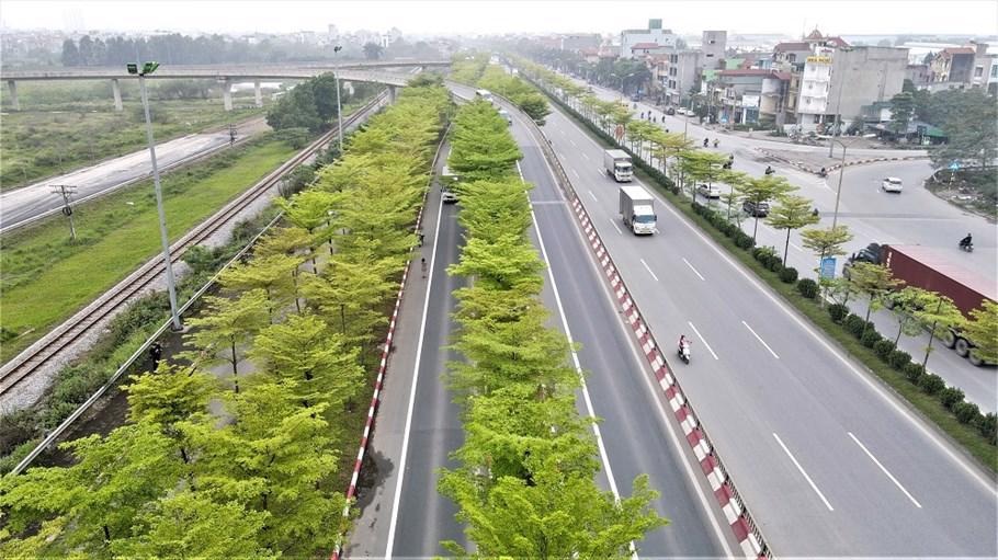 Hàng cây bàng lá nhỏ được trồng tại nút giao QL 5 - cầu Thanh Trì 