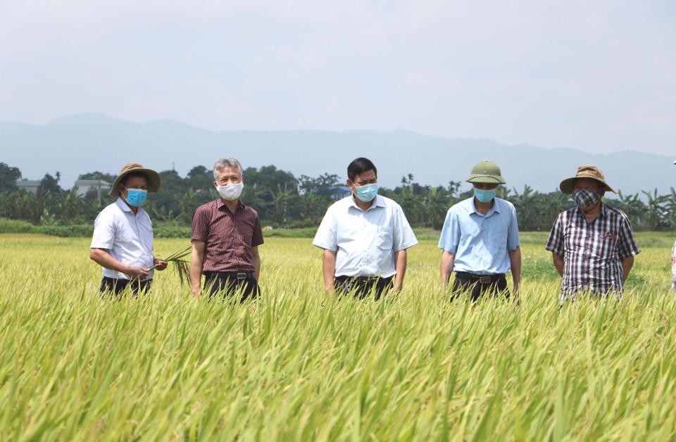 Đoàn cán bộ Sở NN&PTNT Hà Nội đánh giá hiệu quả canh tác giống lúa hàng hóa, chất lượng tại huyện Thạch Thất. Ảnh: Ánh Ngọc