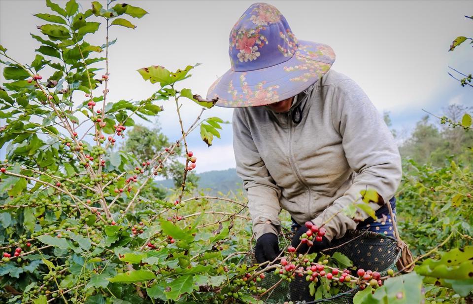 Giá cà phê hôm nay 31/5: Một mình một chợ, Robusta vẫn tăng vượt 2.100 USD/tấn  