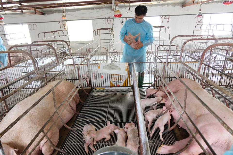 Trang trại chăn nuôi lợn công nghệ cao tại xã Phú Cường, huyện Sóc Sơn (TP Hà Nội). Ảnh: Lâm Nguyễn.