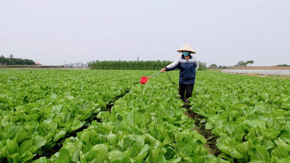 Sản phẩm OCOP của huyện Đông Anh tập trung nhiều vào nhóm rau củ quả. Ảnh: Lâm Nguyễn