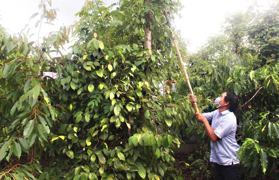 Giá tiêu hôm nay 20/7: Tăng trở lại mốc 70.000 đồng/kg, đâu là nguyên nhân?  