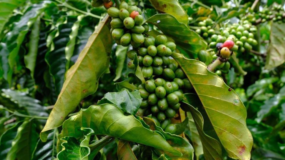 Giá cà phê hôm nay 28/7: Robusta vượt mốc 2.000 USD/tấn, trong nước thêm 500 đồng/kg  