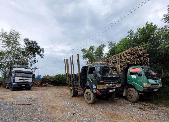 Xe chở gỗ keo dừng đỗ bên đường mòn Hồ Chí Minh, đoạn qua xã Điền Mỹ, huyện Hương Khê