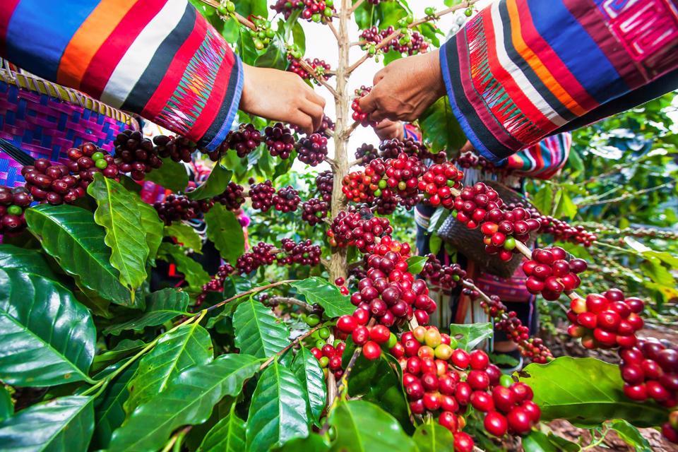 Giá cà phê hôm nay 8/8: Robusta ngày càng thể hiện ưu thế hơn Arabica