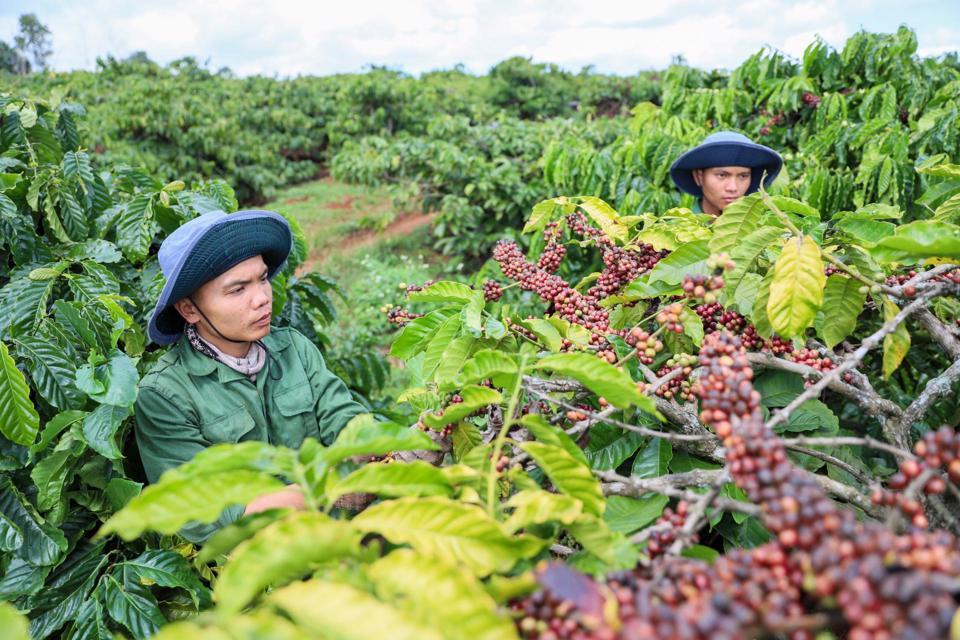 Giá cà phê hôm nay 15/8: Tuần này cà phê có thể lên tới 50.000 đồng/kg?