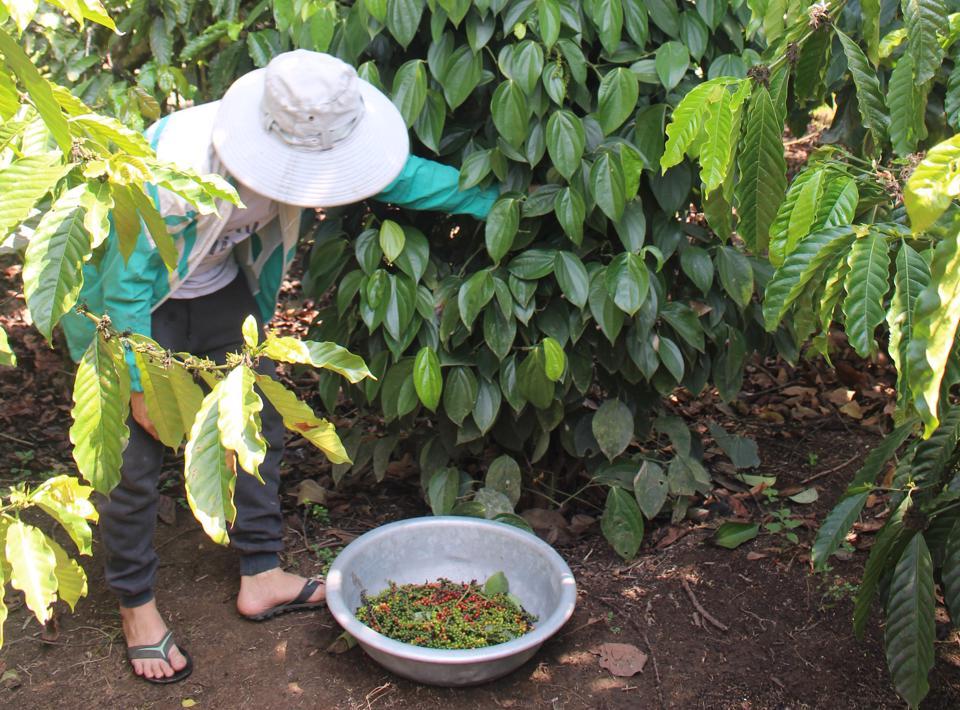 Giá tiêu hôm nay 19/8: Nhiều thông tin xấu, giá tiêu xuất khẩu giảm mạnh  