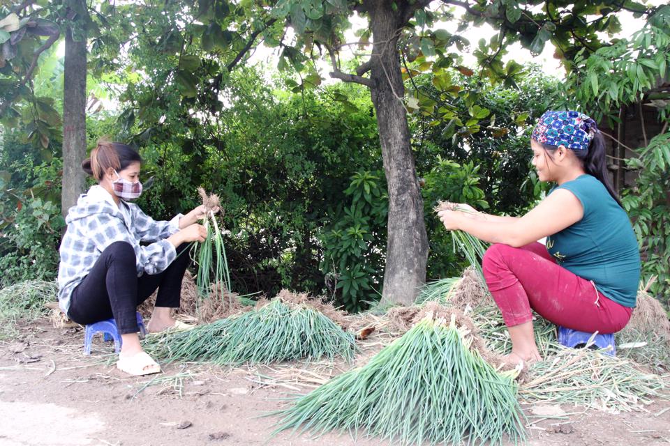 Bà con nông dân xã Võng Xuyên thu hoạch hành hoa. 