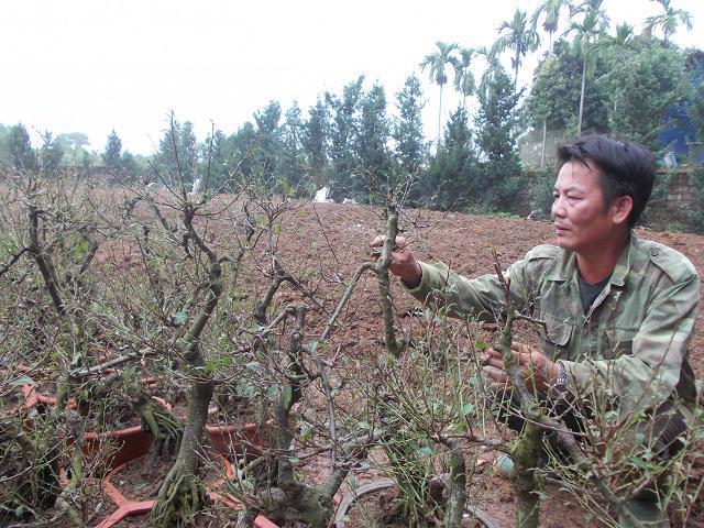 Trồng hoa mai trắng tại xã Tản Lĩnh cho thu nhập cao. Ảnh: Hồng Đạt