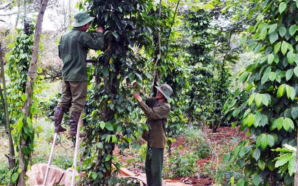 Giá tiêu hôm nay 21/9: Giảm về 64.000 đồng/kg, lượng tiêu dự trữ còn khá lớn