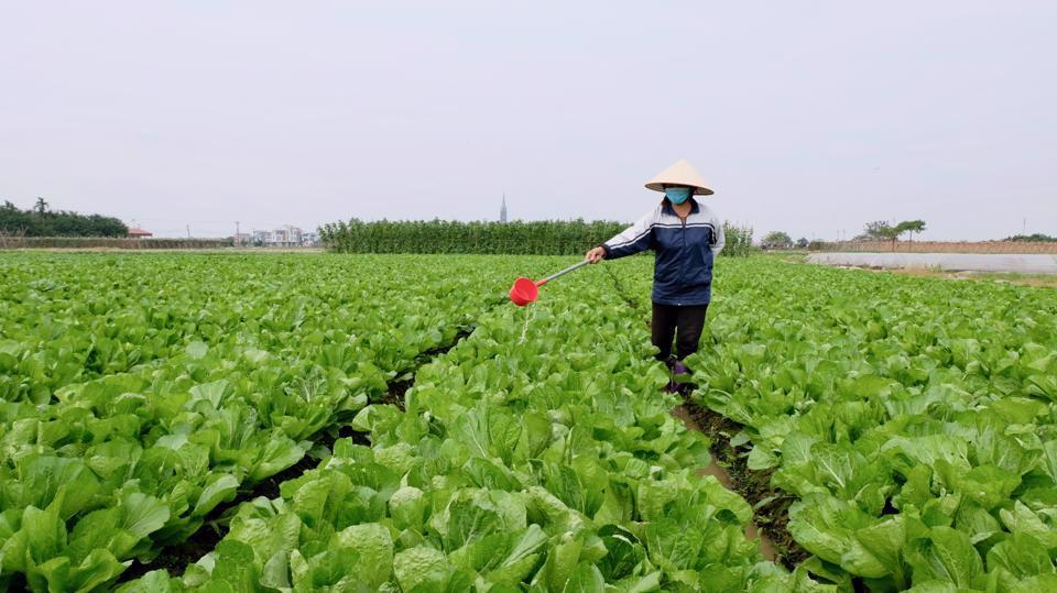 Canh tác rau an toàn tại huyện Đông Anh. Ảnh: Lâm Nguyễn.