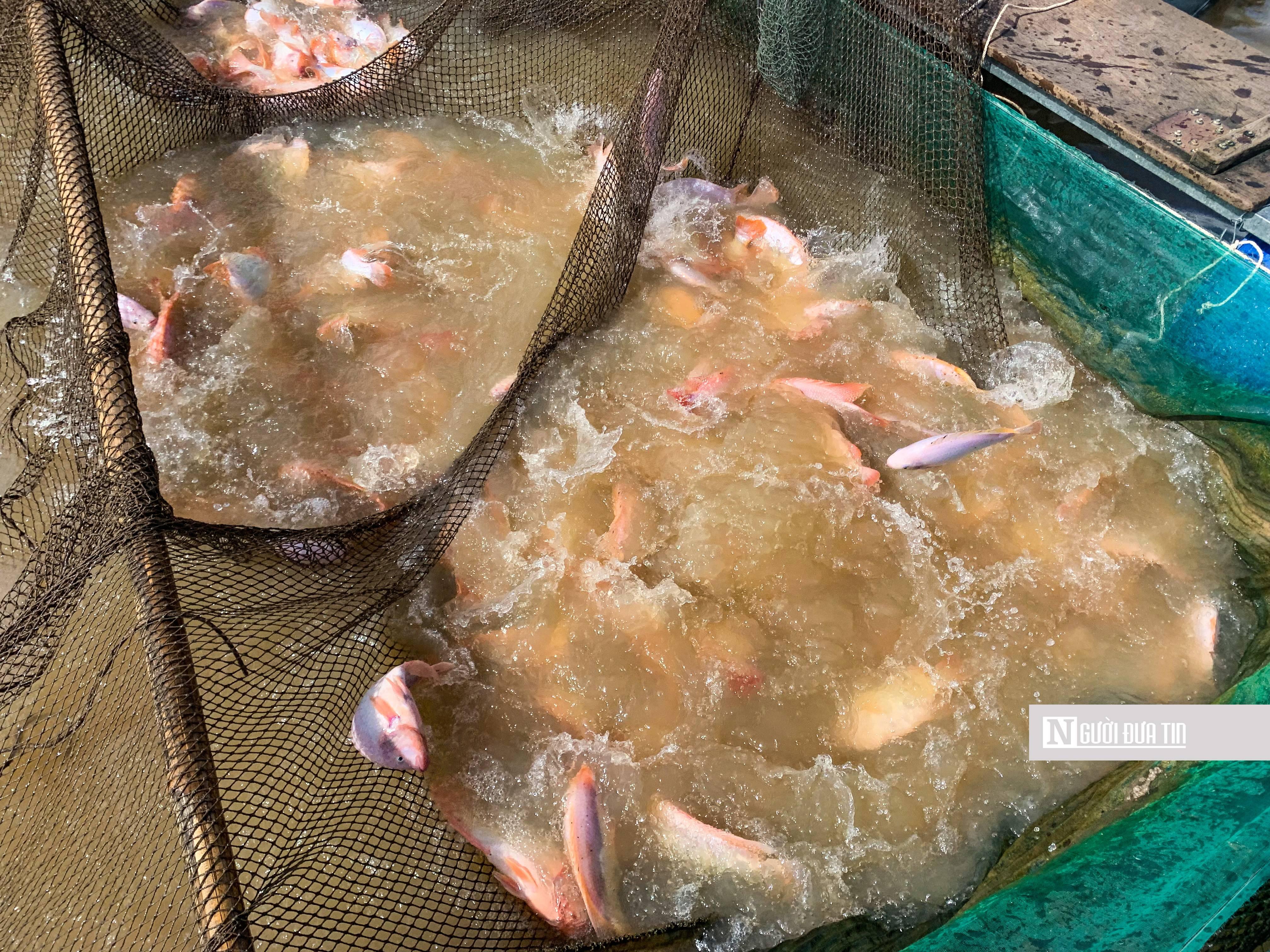 Dân sinh - Về “thủ phủ” cá lồng trên thủy điện An Khê (Hình 3).