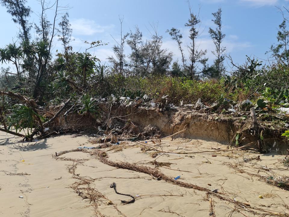 Rừng dương và dứa biển chắn sóng bị