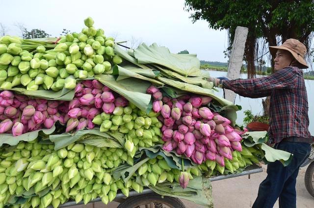 Anh Lã Quang Khanh, xã Đại Thịnh, huyện Mê Linh thu hoạch sen. Ảnh: Thúy Vi