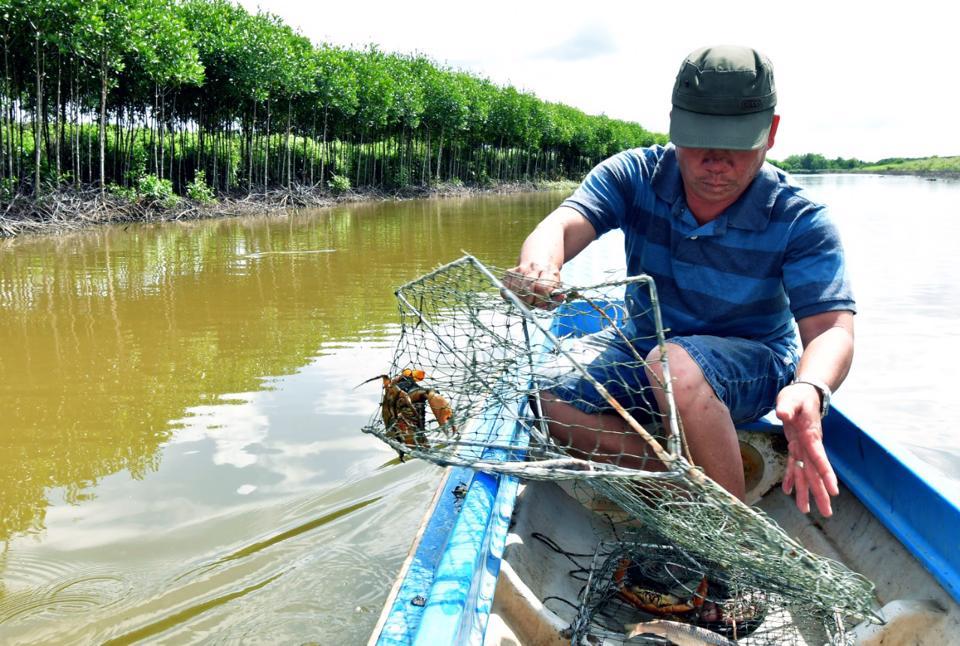 Trong ngày hội cua, sẽ có hoạt động đưa du khách tham quan vùng nuôi cua Cà Mau được chỉ dẫn địa lý.