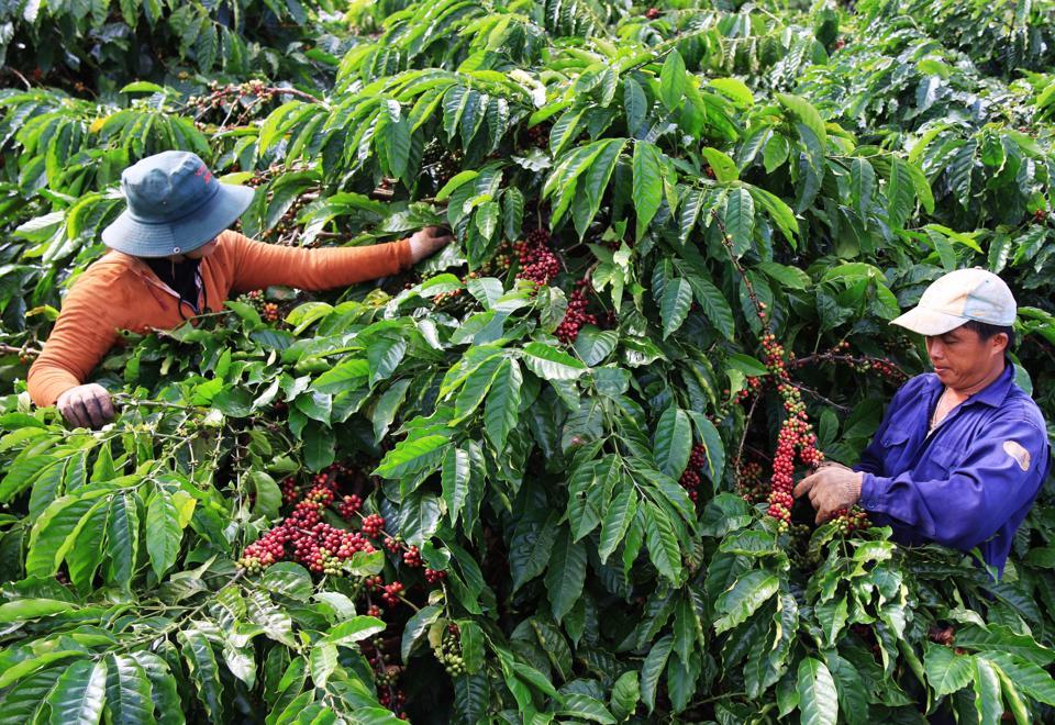 Giá cà phê hôm nay 29/11: Nguyên nhân thép và cà phê ngược dòng tăng  