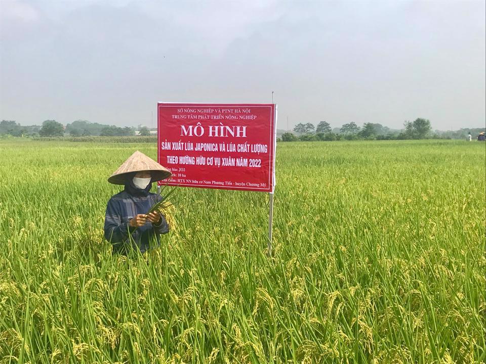 Mô hình sản xuất lúa hữu cơ tại xã Nam Phương Tiến (huyện Chương Mỹ) cho hiệu quả kinh tế cao. Ảnh: Ánh Ngọc 