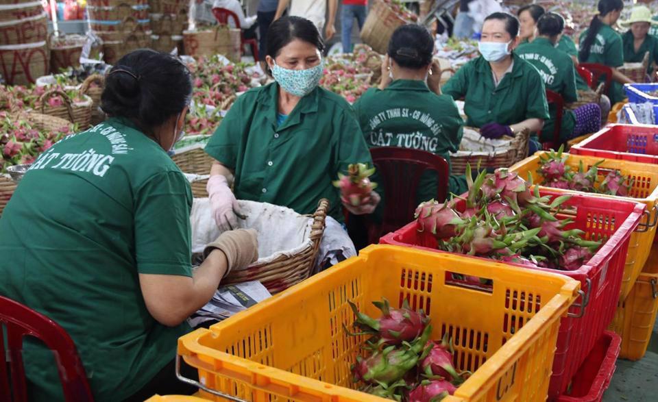 Sơ chế, đóng gói thanh long xuất khẩu ở Công ty TNHH Chế biến nông sản thực phẩm Cát Tường, Tiền Giang. Ảnh: Minh Trí