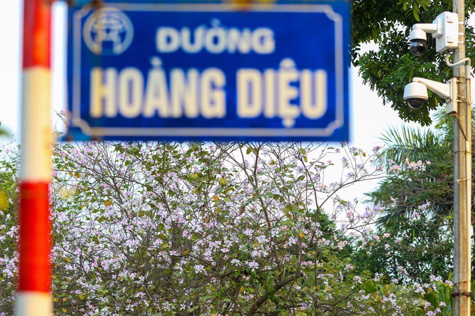 Hoa ban trên đường Bắc Sơn.