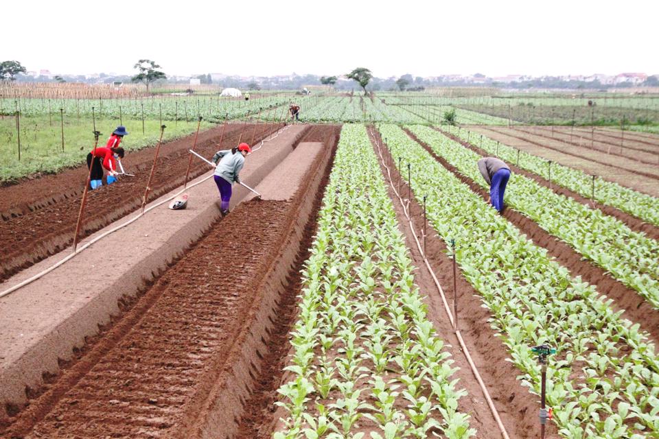 Nông dân chăm sóc rau VietGAP trên cánh đồng xã Tráng Việt (huyện Mê Linh, TP Hà Nội). Ảnh Lâm Nguyễn