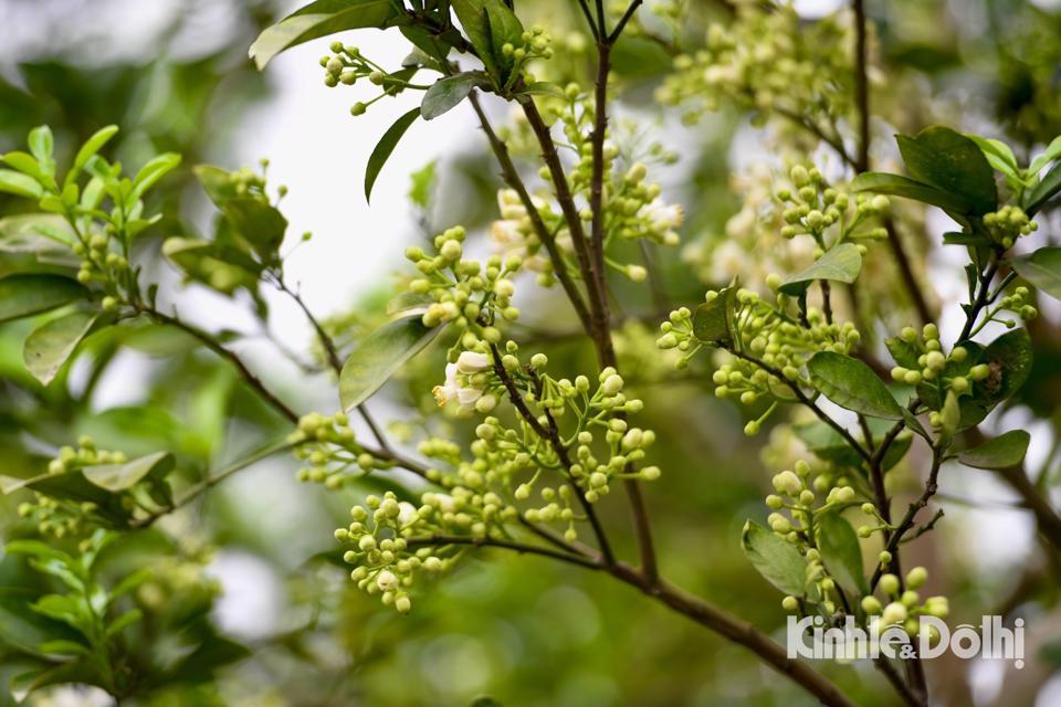 Mùa hoa bưởi thường kéo dài từ đầu tháng 2 đến giữa tháng 3.