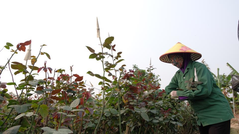 Nông dân huyện Mê Linh tất bật chăm sóc hoa. Ảnh: Trọng Tùng.