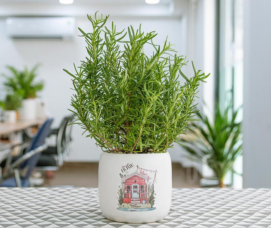 Những loại cây trồng trong nhà giúp đuổi muỗi - Ảnh 1