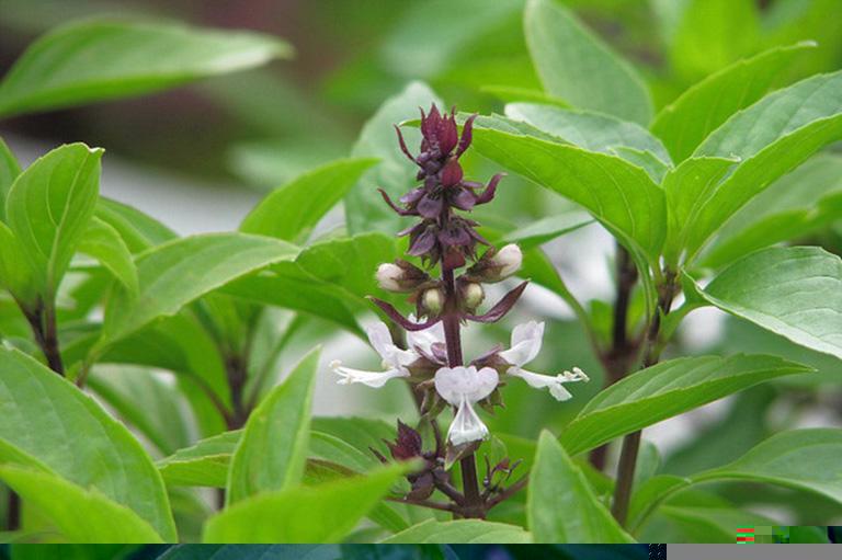 Những loại cây trồng trong nhà giúp đuổi muỗi - Ảnh 4