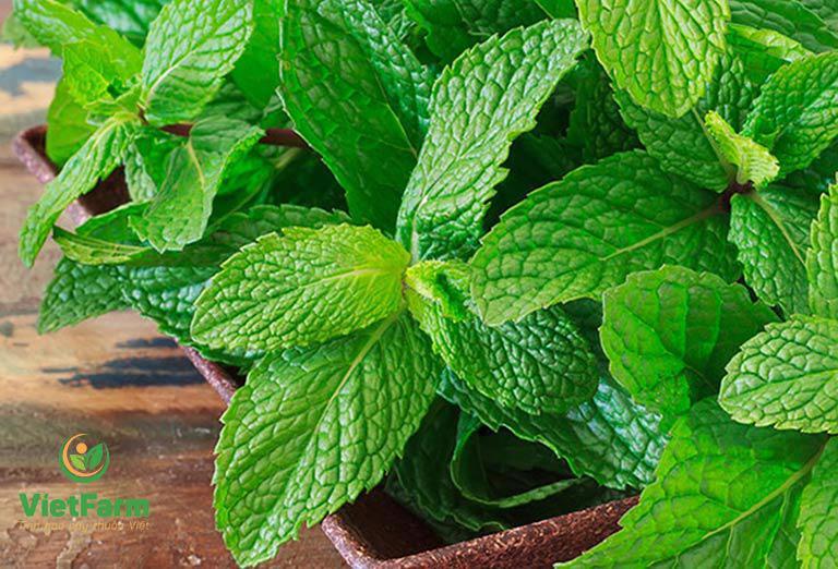 Những loại cây trồng trong nhà giúp đuổi muỗi - Ảnh 2