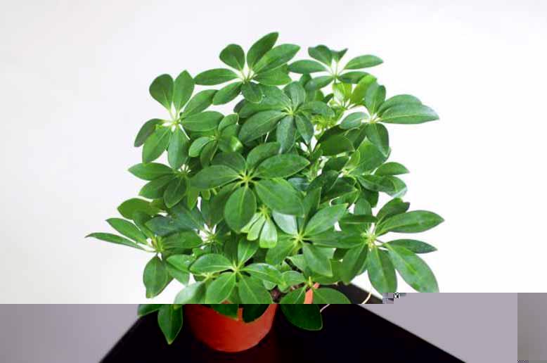 Ảnh minh họa. Nguồn ảnh: Internet