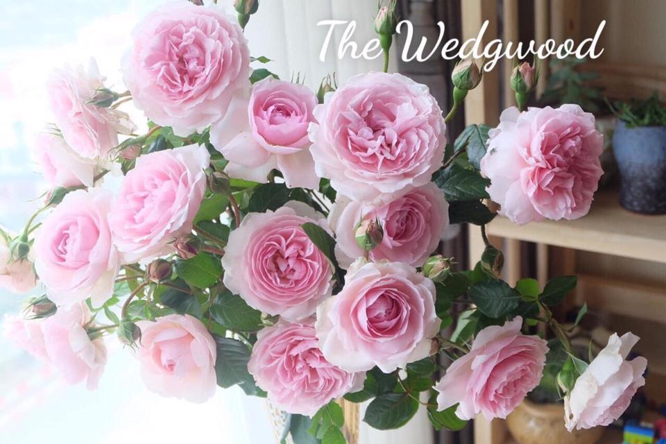 Tử vi hôm nay 17/3/2023 của 12 cung hoàng đạo - Ảnh 2