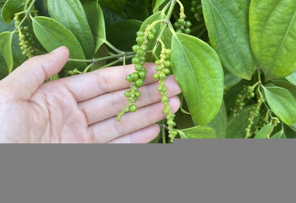 Giá tiêu hôm nay 22/3: Nguồn cung dự báo thiếu khi sản lượng vụ mới giảm