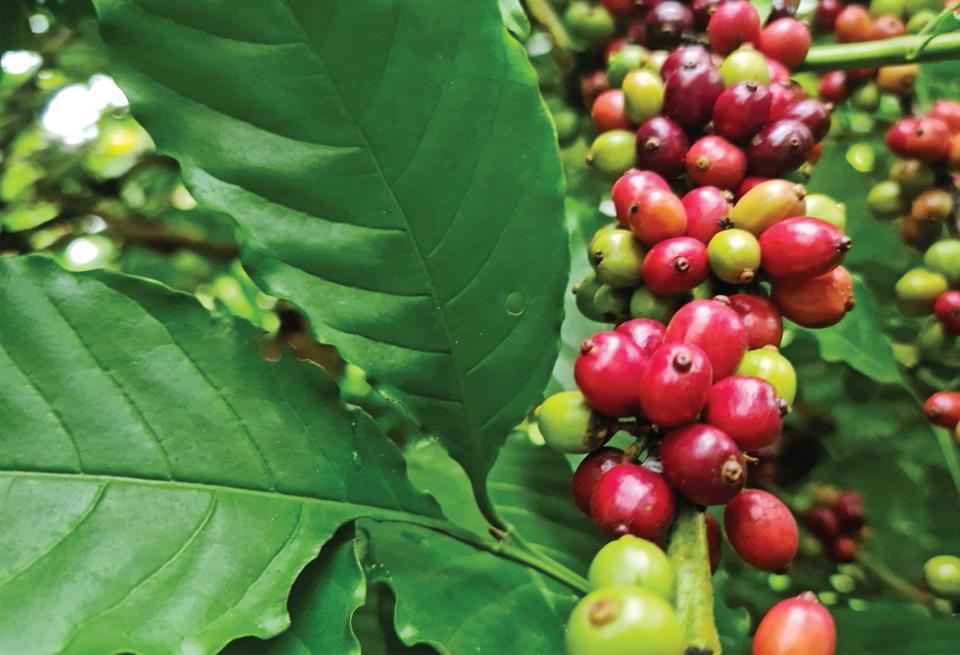 Giá cà phê hôm nay 24/3: Robusta tăng, cà phê Đắk Lắk cao nhất trong nước