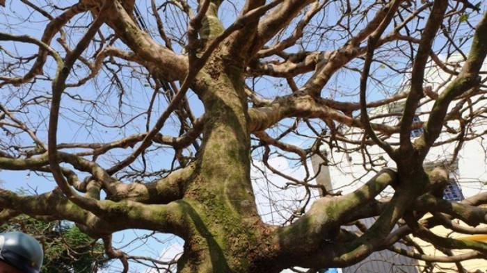 Cộng đồng mạng - Cây cảnh 'cây thần đèn' giá gần 70 tỷ đồng, chủ cây làm một chi tiết 'lạ' để cây thêm phần đắt giá (Hình 5).