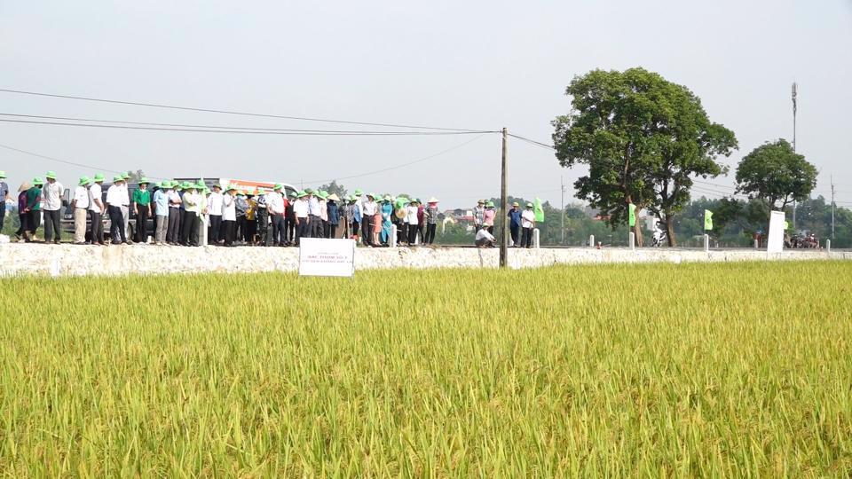 Hà Nội xây dựng nhiều mô hình nông nghiệp hữu cơ chất lượng cao - Ảnh 1